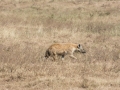 Ngorongoro Crater-166