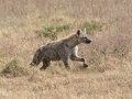Ngorongoro Crater-169