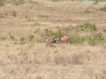 Ngorongoro Crater-173