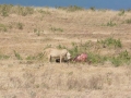 Ngorongoro Crater-178