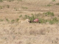 Ngorongoro Crater-180