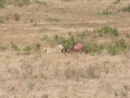 Ngorongoro Crater-181