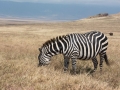 Ngorongoro Crater-182