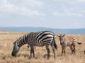 Ngorongoro Crater-183