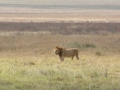 Ngorongoro Crater-185
