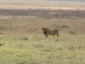 Ngorongoro Crater-186