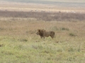 Ngorongoro Crater-187