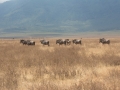 Ngorongoro Crater-188