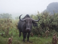 Ngorongoro Crater-2