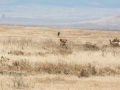 Ngorongoro Crater-209