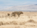 Ngorongoro Crater-211