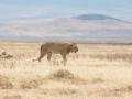 Ngorongoro Crater-212