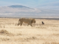 Ngorongoro Crater-213