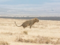 Ngorongoro Crater-216