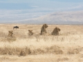 Ngorongoro Crater-218