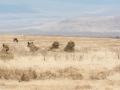 Ngorongoro Crater-220
