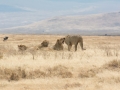 Ngorongoro Crater-225