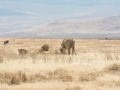 Ngorongoro Crater-226