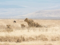 Ngorongoro Crater-227