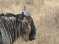 Ngorongoro Crater-37