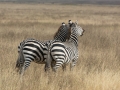 Ngorongoro Crater-53