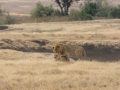 Ngorongoro Crater-66
