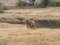 Ngorongoro Crater-68