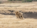 Ngorongoro Crater-69