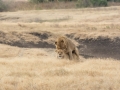 Ngorongoro Crater-70