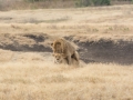 Ngorongoro Crater-71