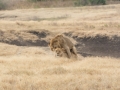 Ngorongoro Crater-72