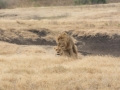 Ngorongoro Crater-73