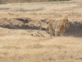 Ngorongoro Crater-76