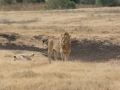 Ngorongoro Crater-78