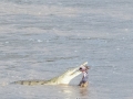 Samburu-Croc-10