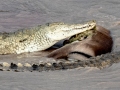Samburu-Croc-11