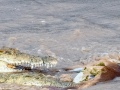 Samburu-Croc-14