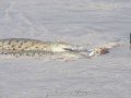 Samburu-Croc-15