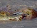 Samburu-Croc-16