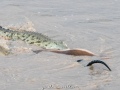 Samburu-Croc-2