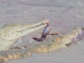 Samburu-Croc-27