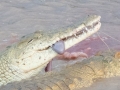 Samburu-Croc-29