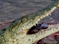 Samburu-Croc-30