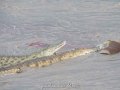 Samburu-Croc-31