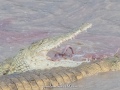 Samburu-Croc-33