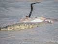 Samburu-Croc-37
