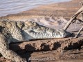 Samburu-Croc-38