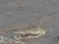 Samburu-Croc-39