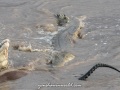 Samburu-Croc-40