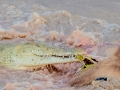 Samburu-Croc-6
